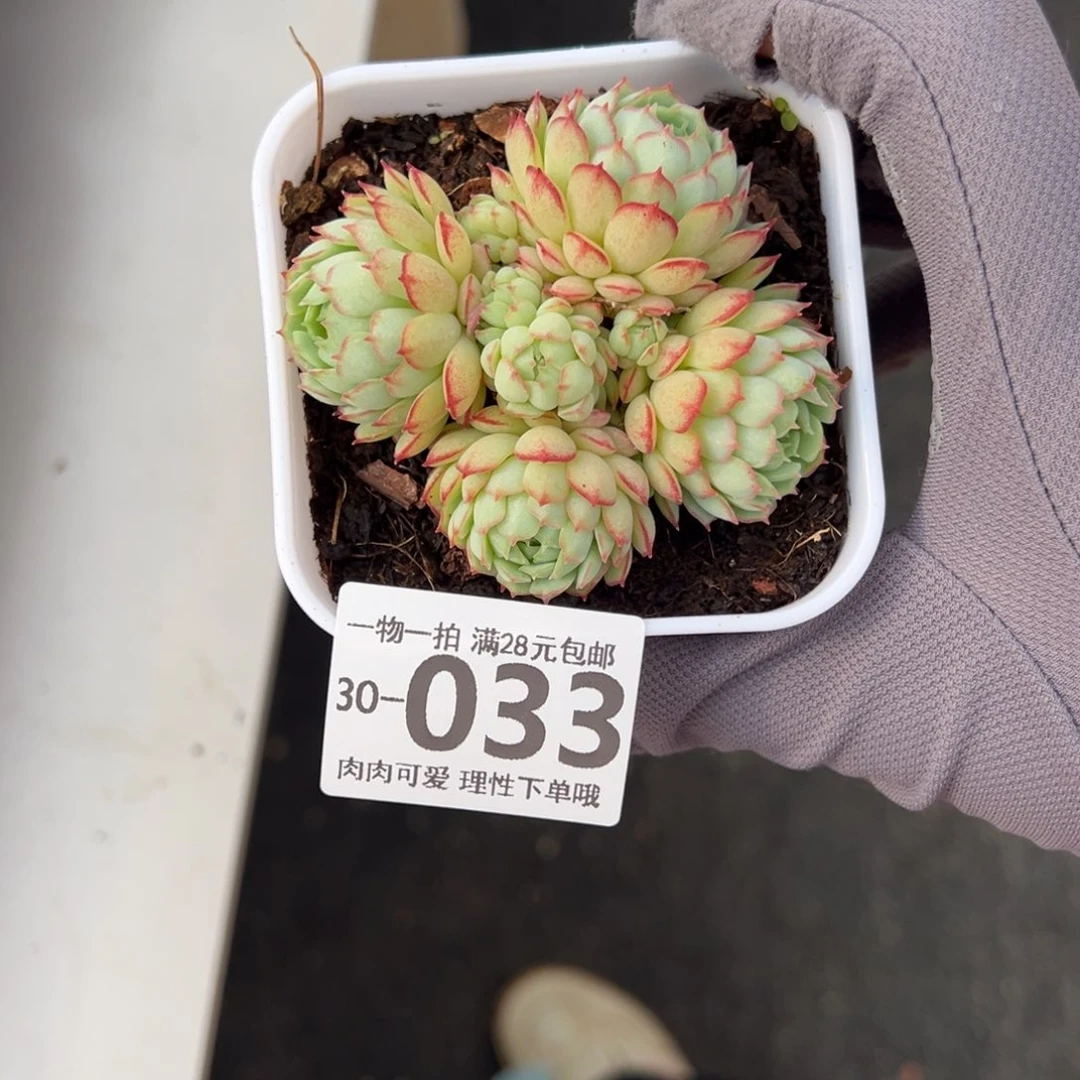 小红船多肉多肉多肉