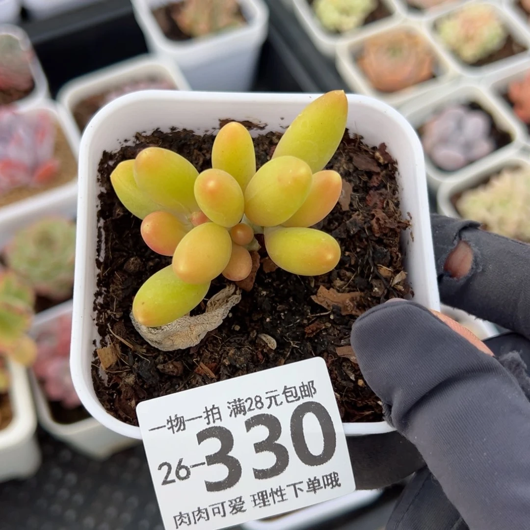 金蟾，多肉多肉多肉多肉