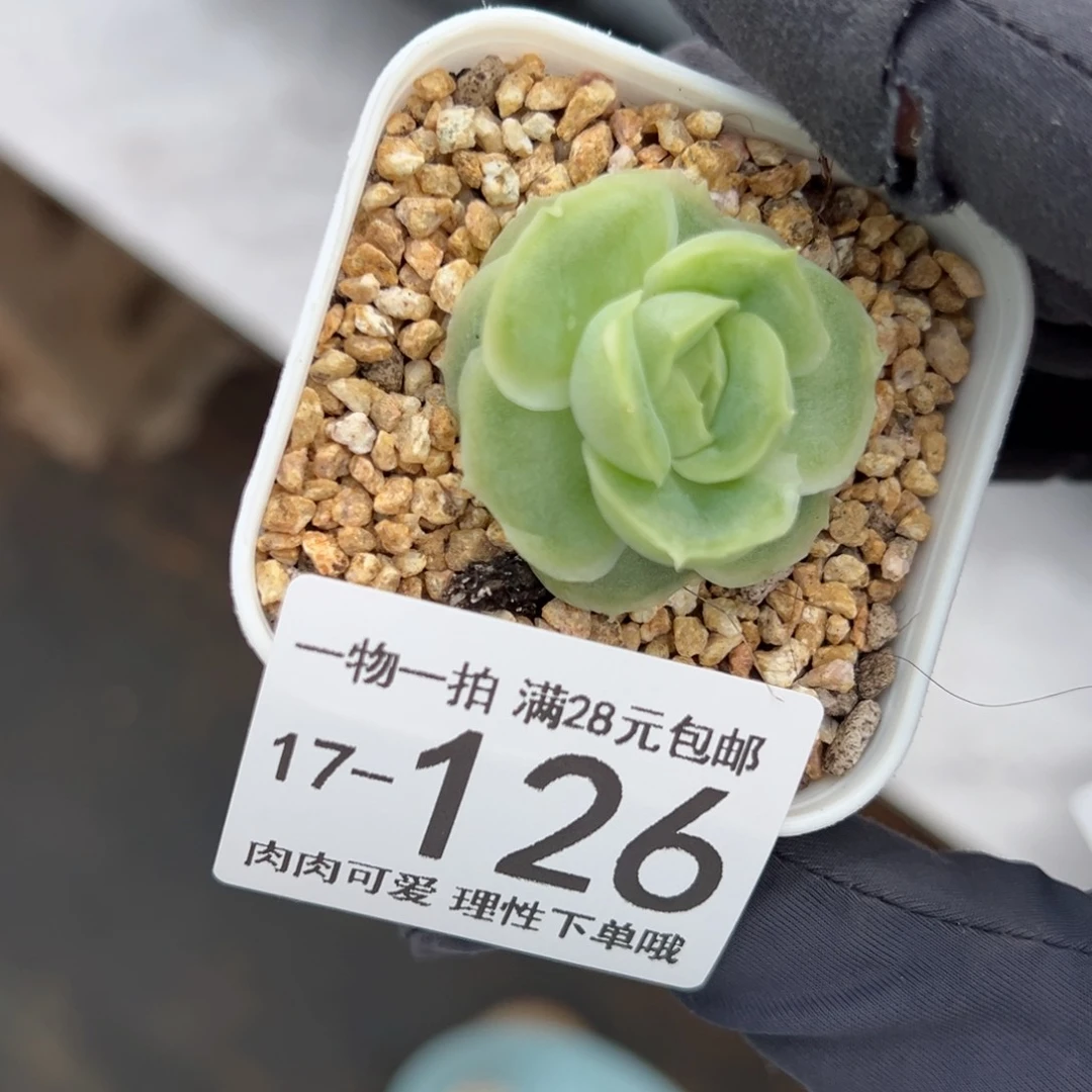 【闪购商品】虾饺多肉
