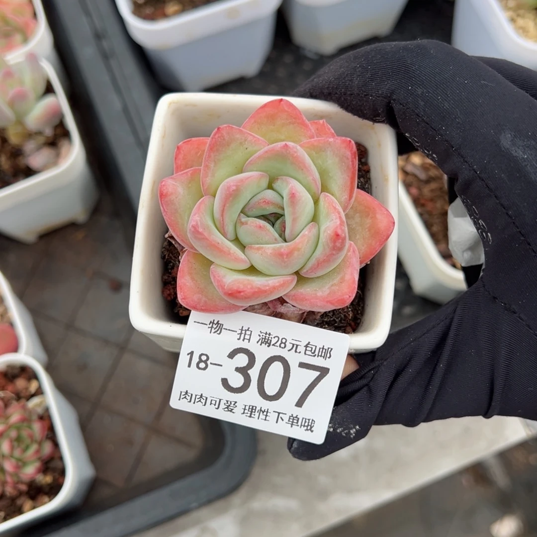 【闪购商品】泡芙多肉