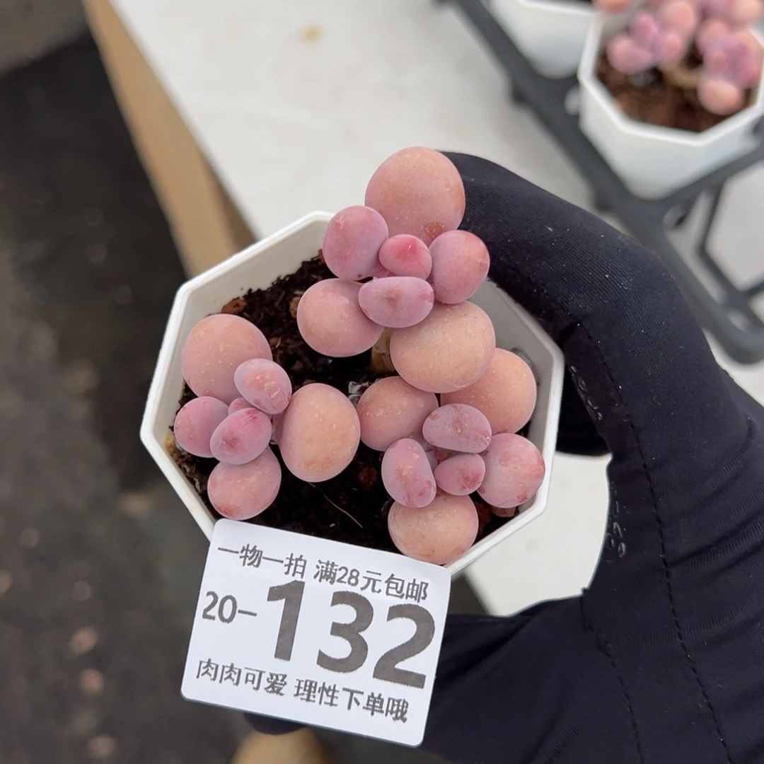 【闪购商品】桃蛋多肉