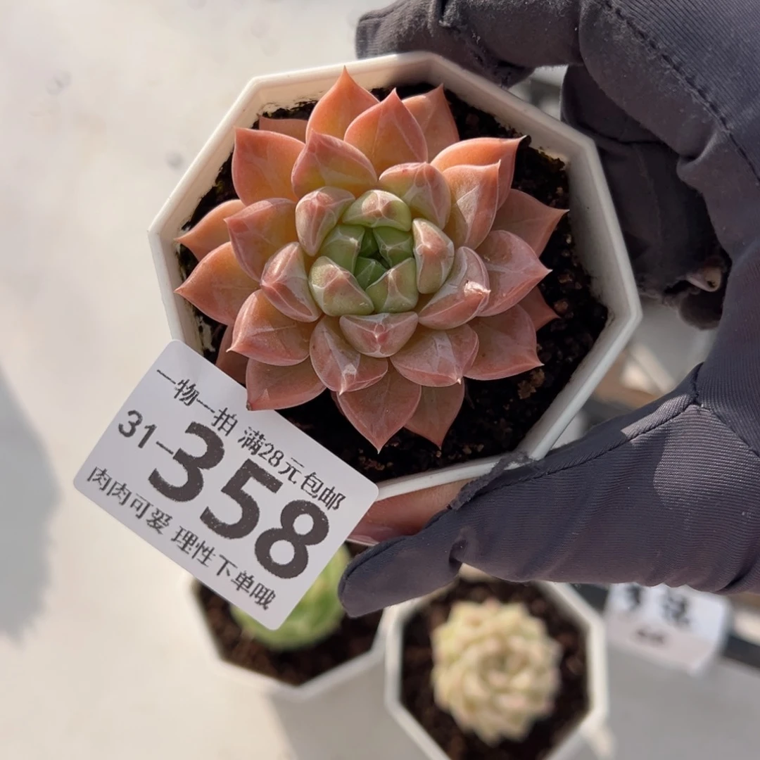 梦境多多肉多肉多肉