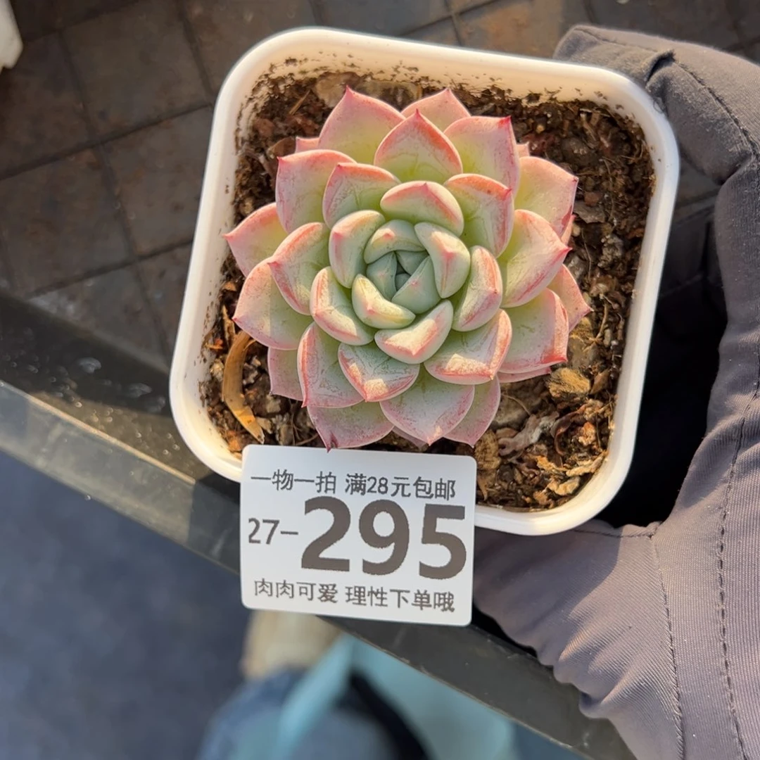 维特多肉多肉多肉