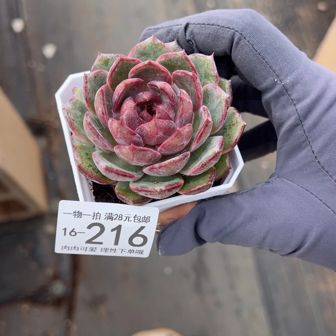 【闪购商品】蓝莓多肉