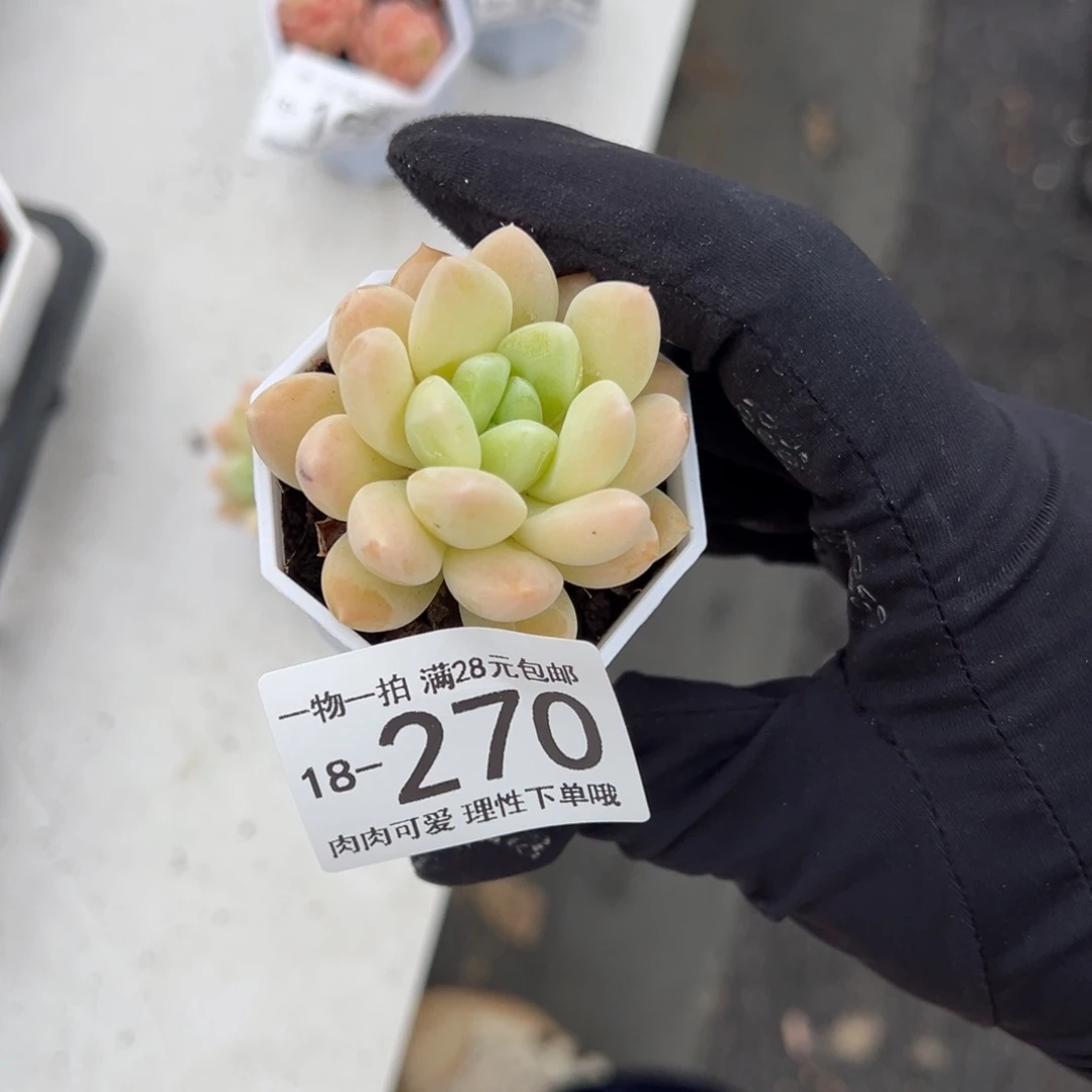 【闪购商品】正*阮玲玉双头