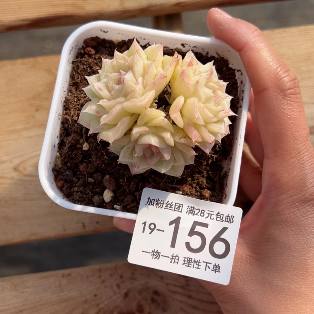 【闪购商品】沐****?白天鹅