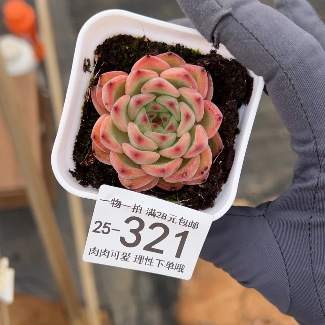 【闪购商品】星空珍妮多肉