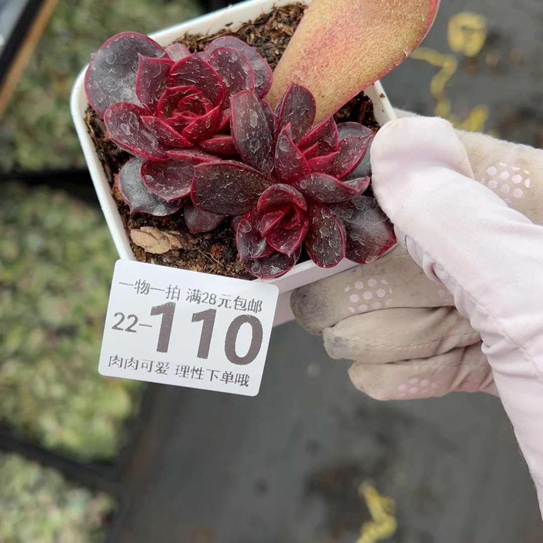 红灯多肉多肉多肉多肉