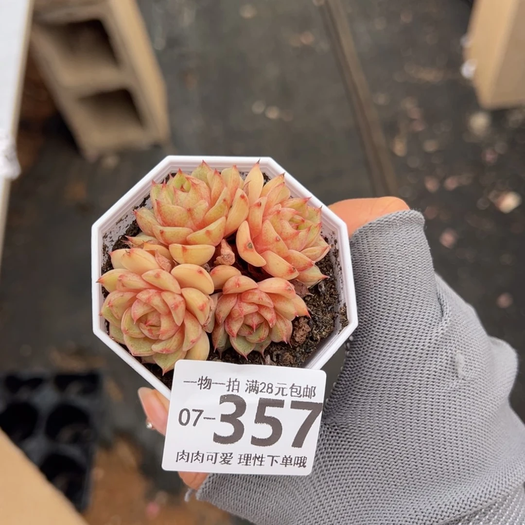 笨吧多肉多肉多肉多肉