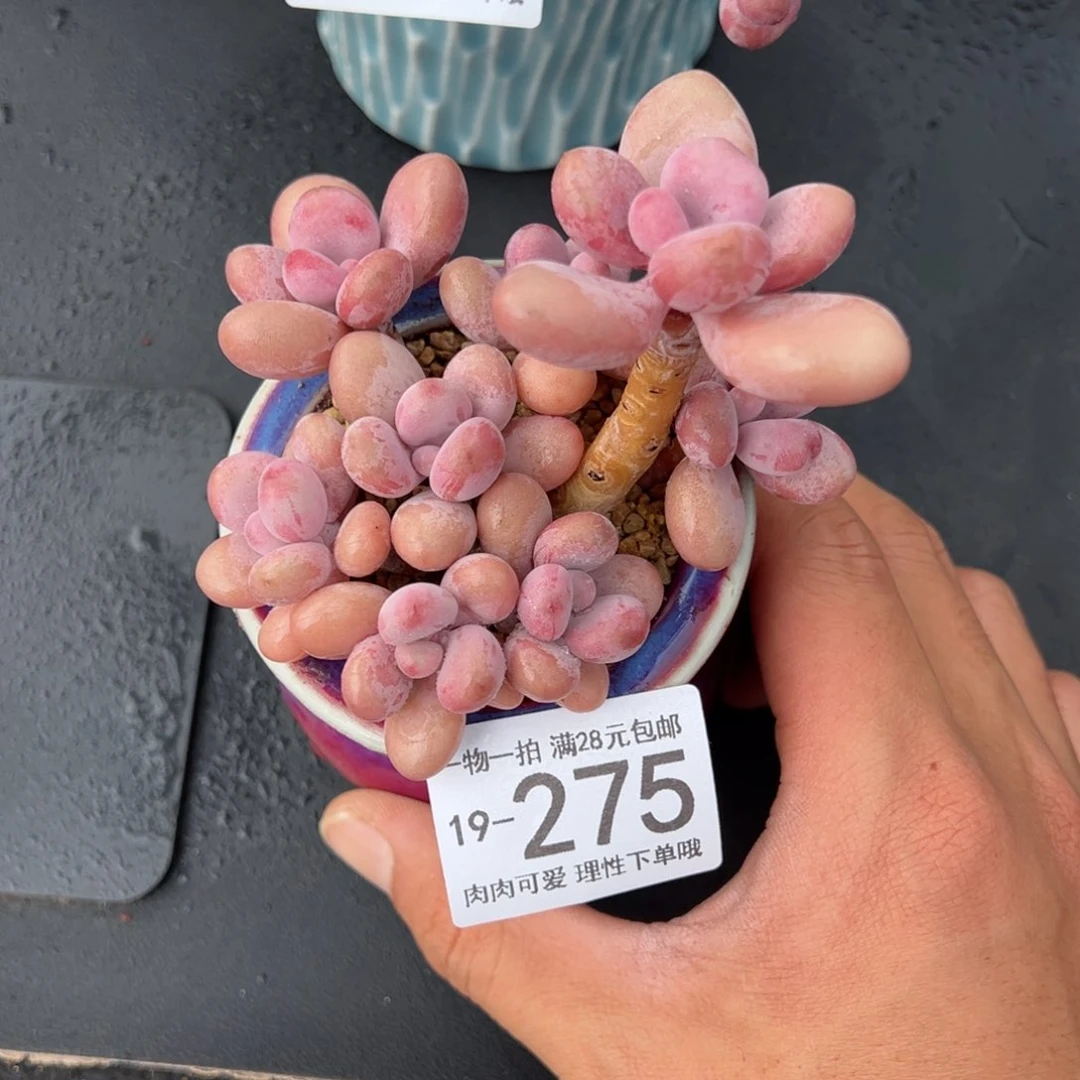 【闪购商品】桃蛋多肉