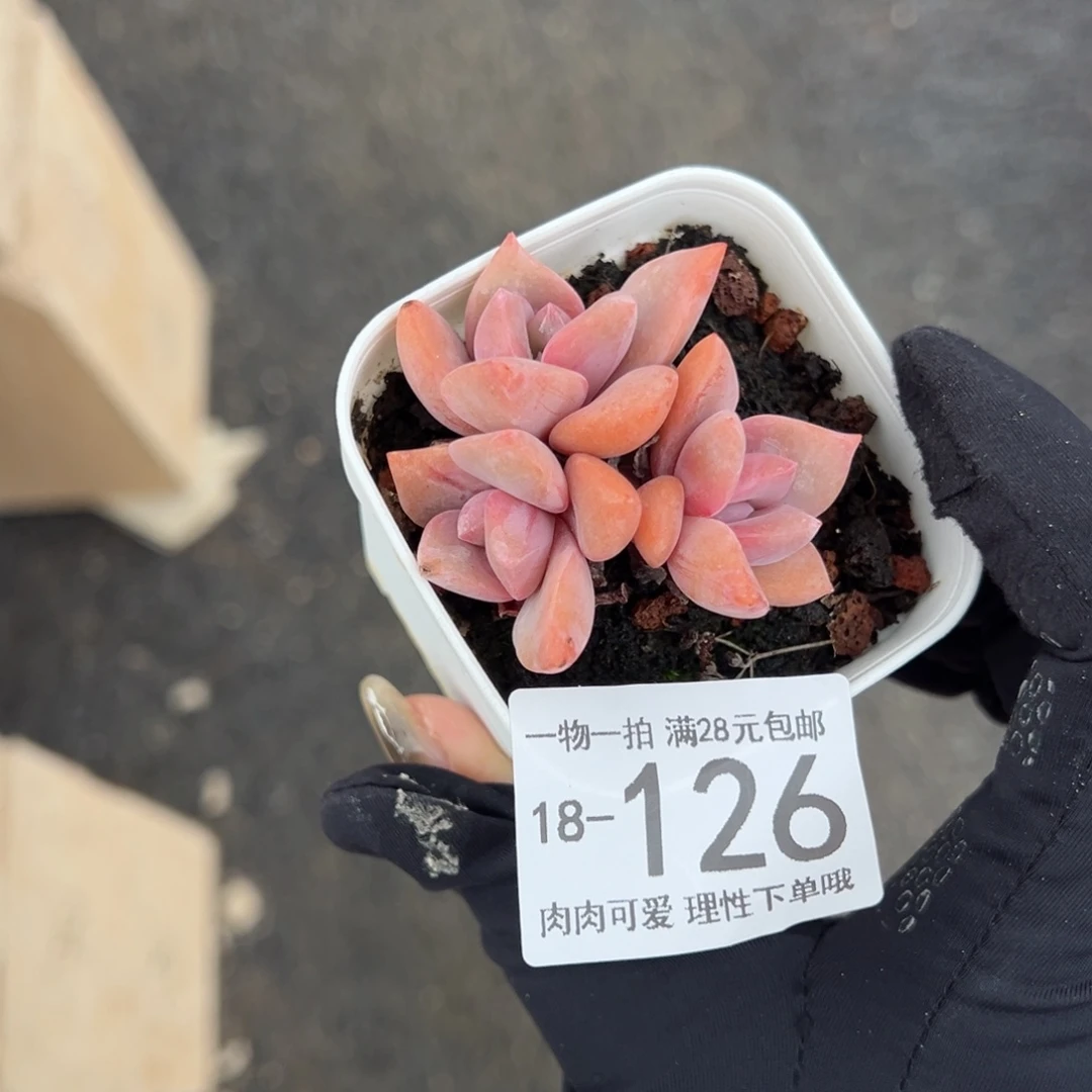 【闪购商品】彩虹糖多肉
