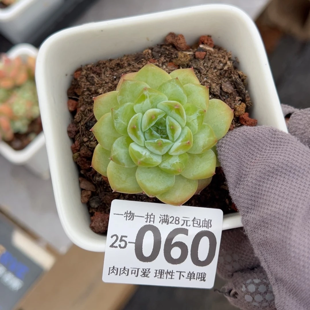 冰魄多肉多肉单头多