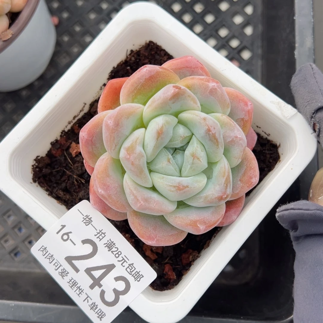 【闪购商品】冰玉多肉