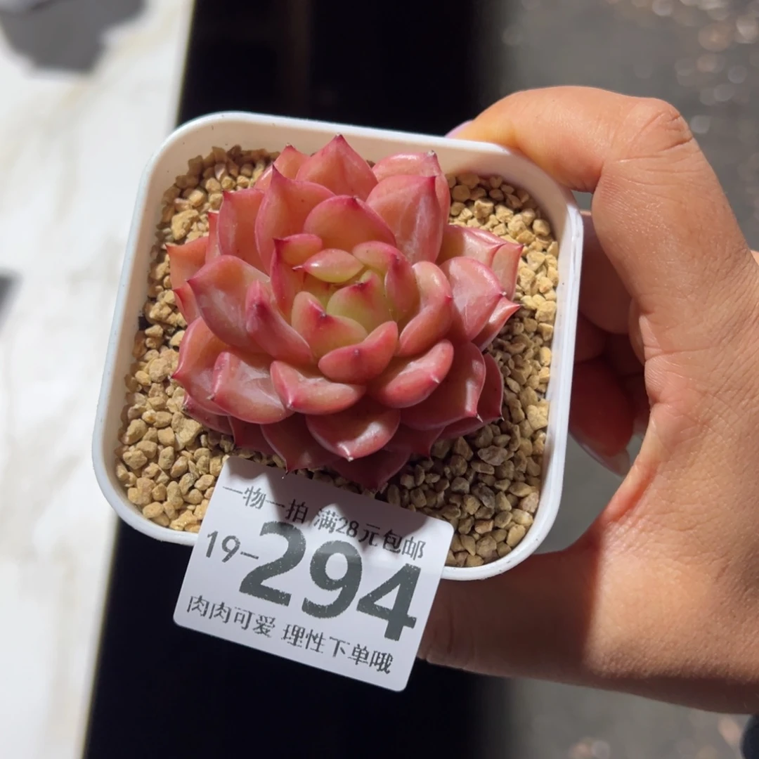 安可单头多肉多肉多肉多肉