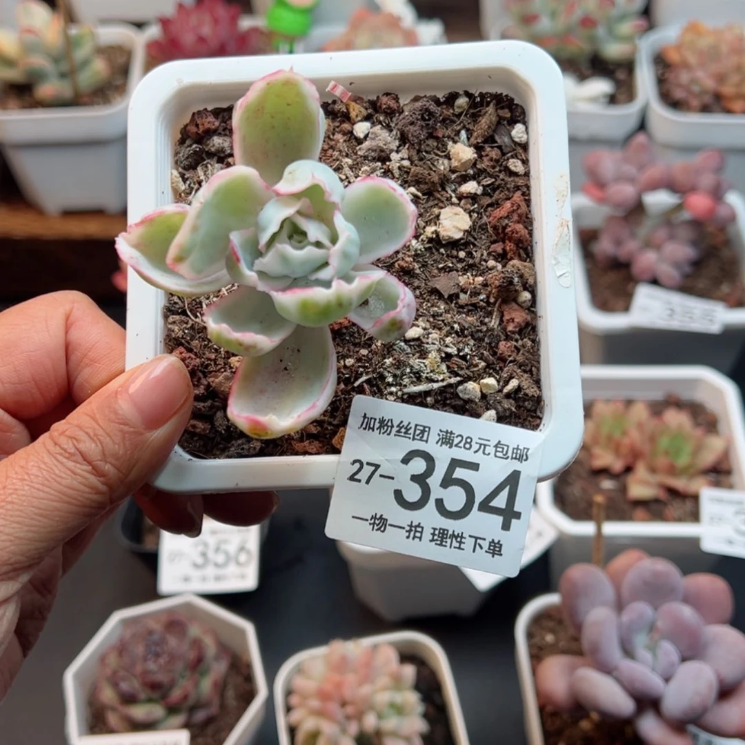 【闪购商品】伯克利锦