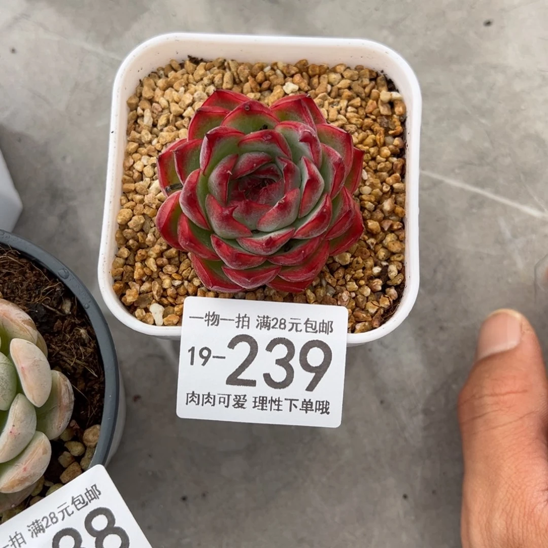 【闪购商品】粉水晶多肉