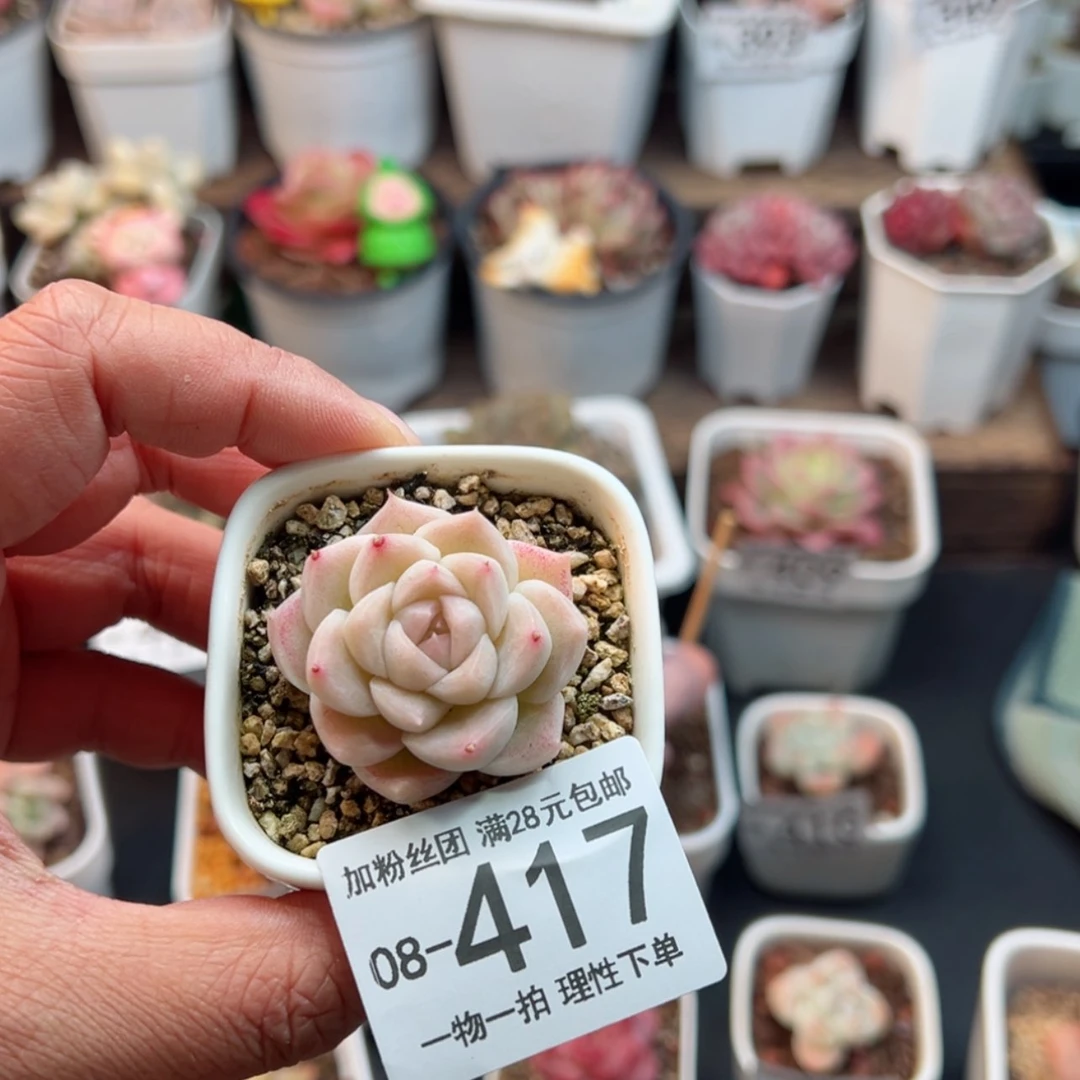【闪购商品】好**恙美妮带盆
