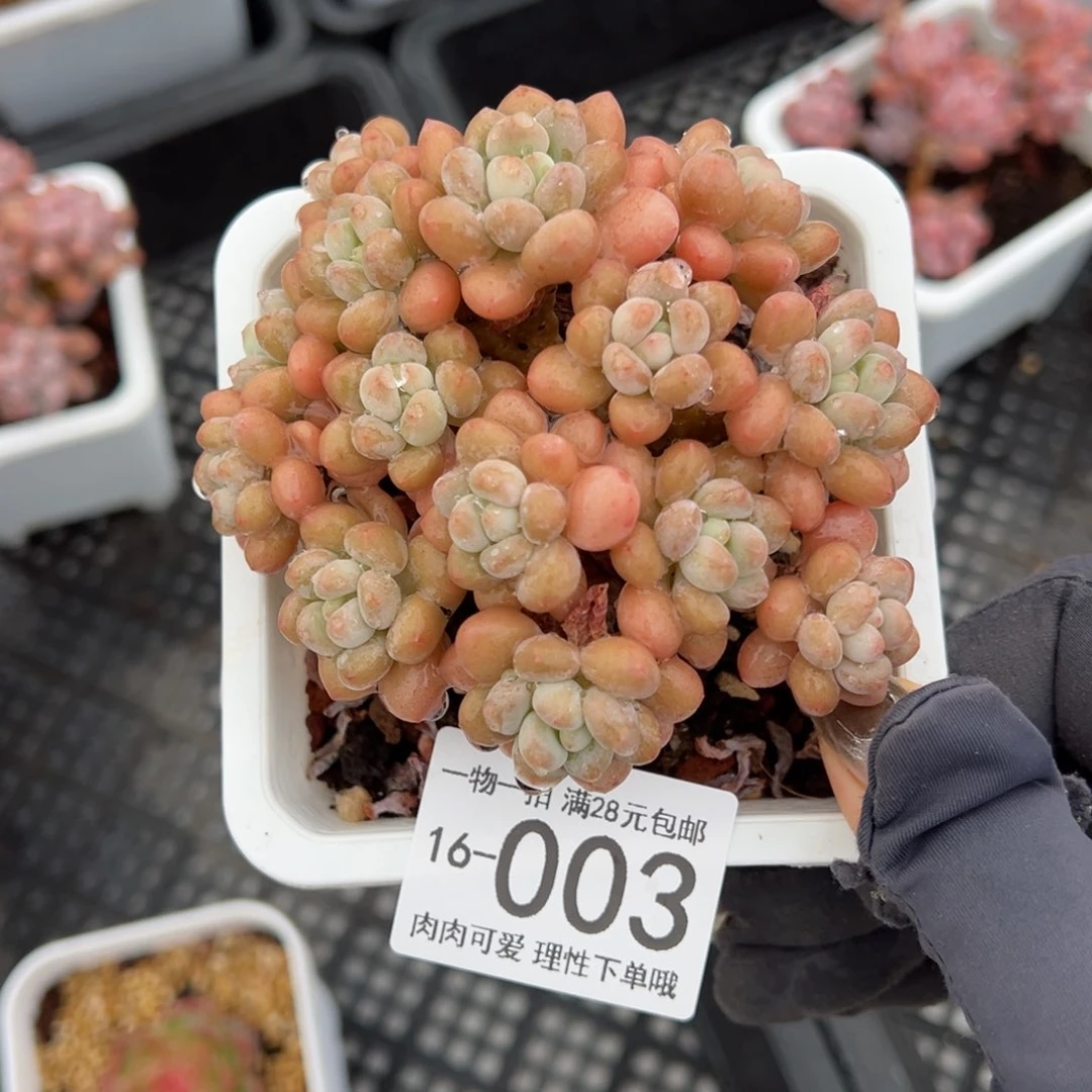【闪购商品】洛可可多肉