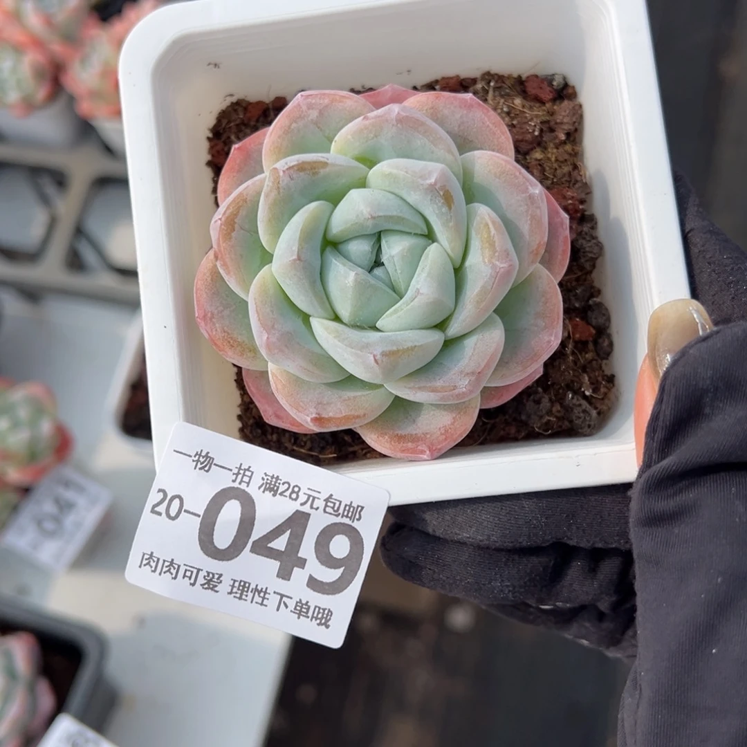 【闪购商品】冰玉多肉