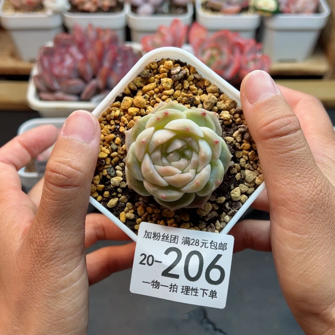 【闪购商品】正*梦幻泡影