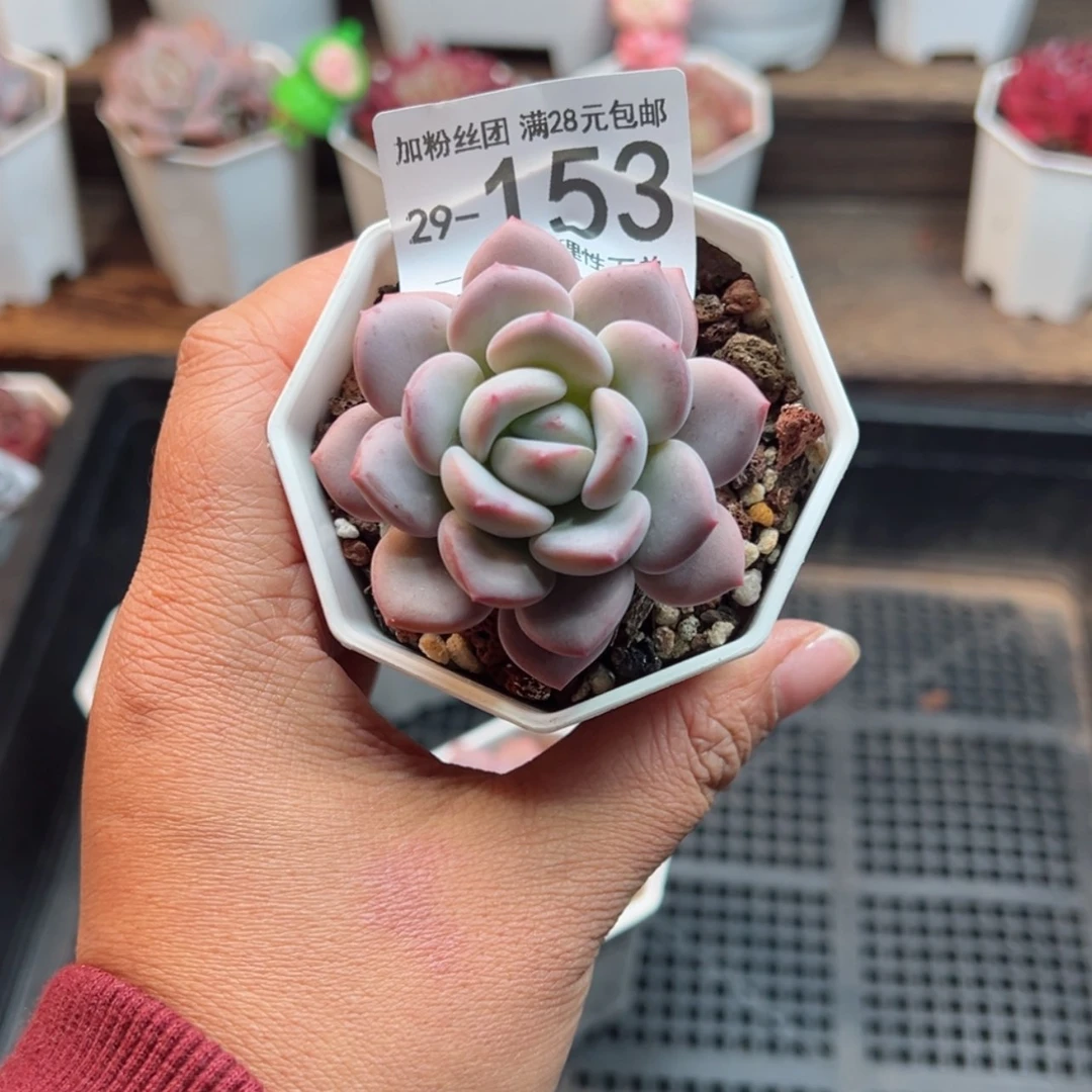 【闪购商品】宝宝格林