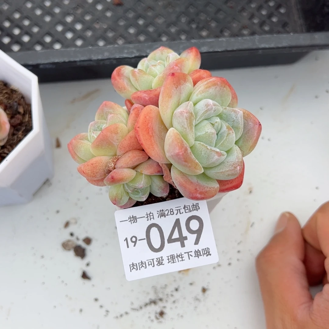 【闪购商品】冰玉多肉