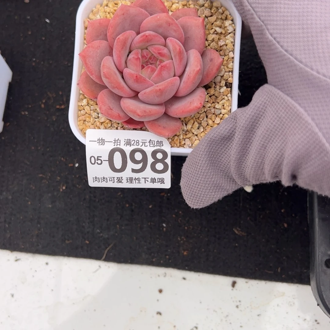 凌雪多肉多肉多肉多肉