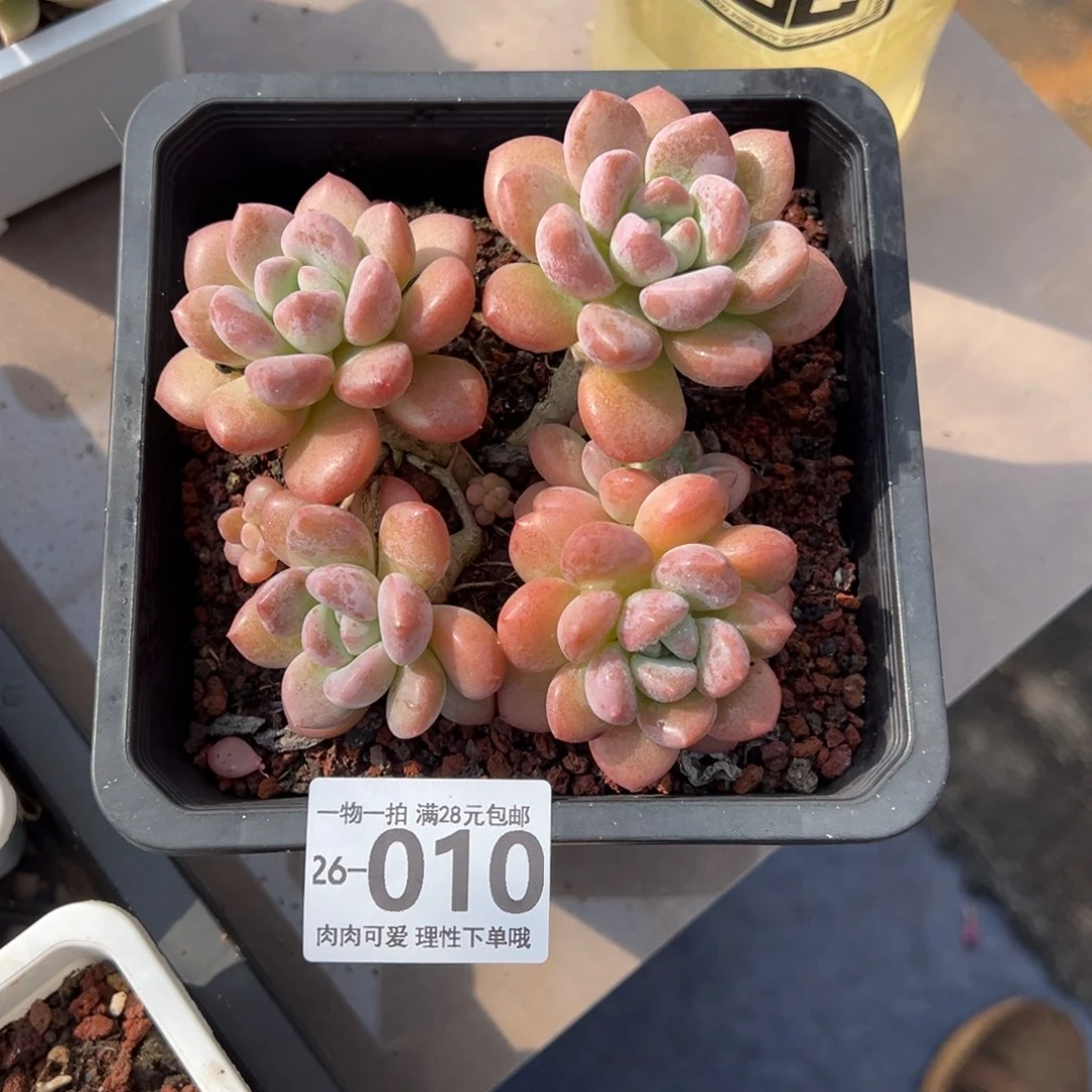 白鹭多肉多肉植物