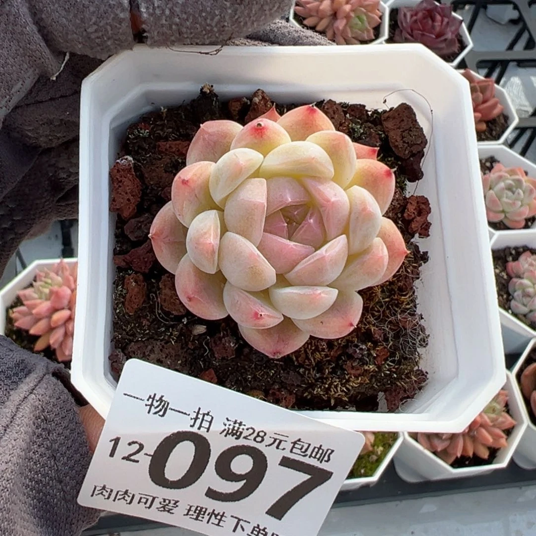 草莓熊多肉多肉多肉多肉多肉