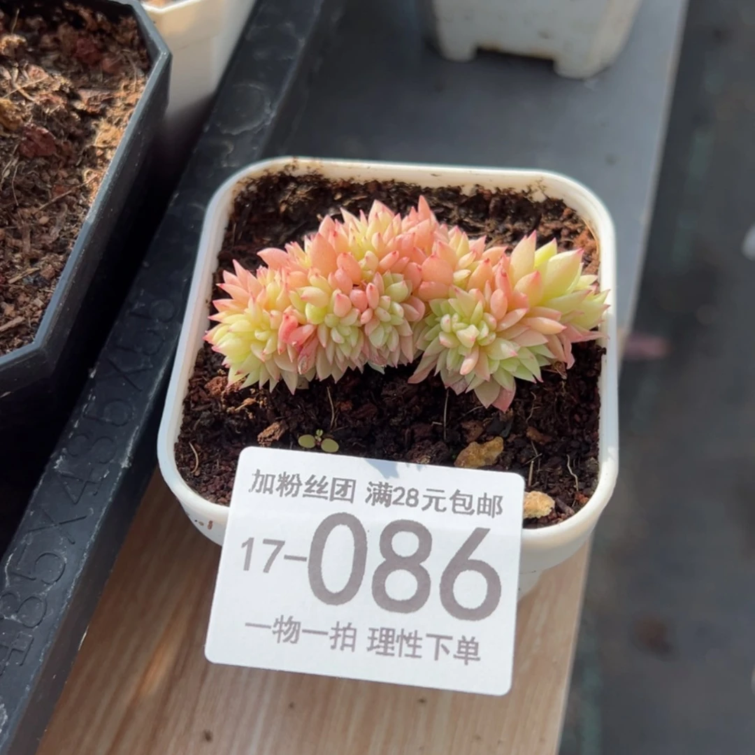 【闪购商品】正*三色堇缀化多肉