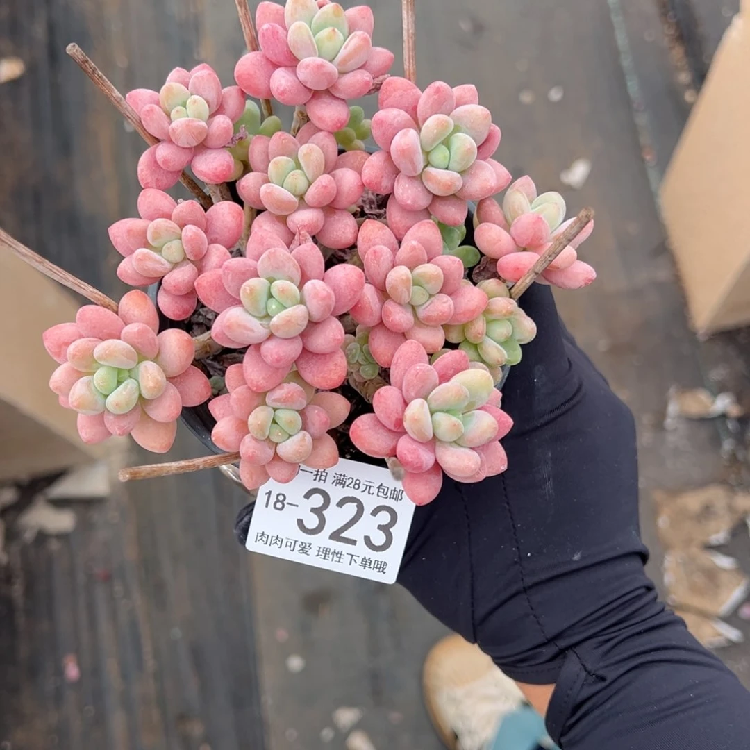 【闪购商品】鱼子酱