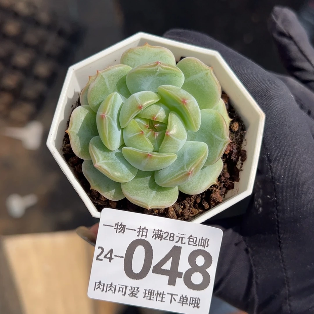 【闪购商品】船长梦露