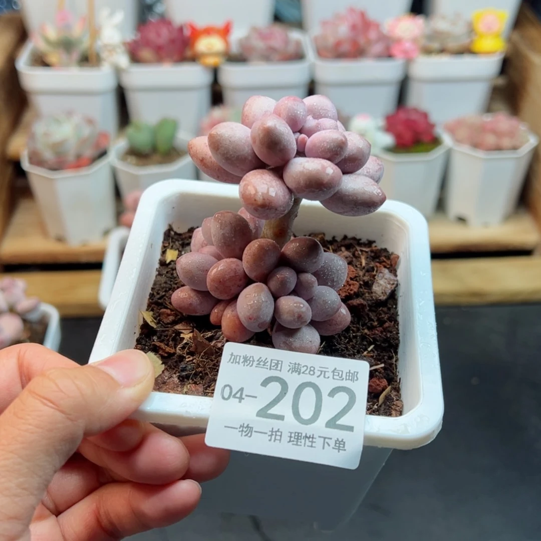 【闪购商品】汤圆老桩