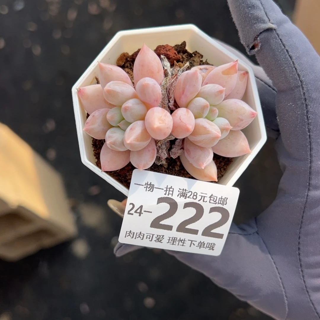 【闪购商品】所罗门