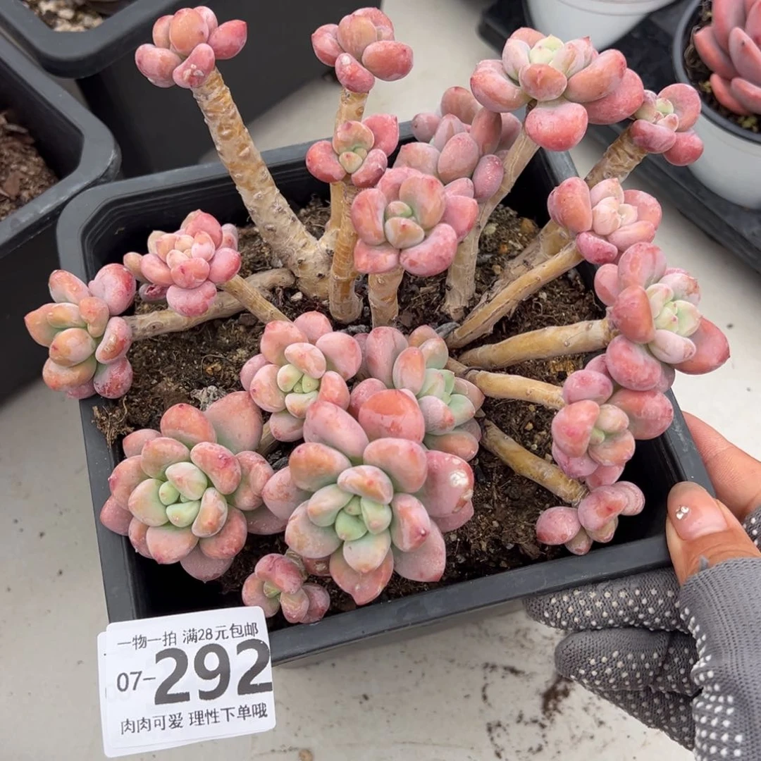 红洛神多肉多肉多肉多肉