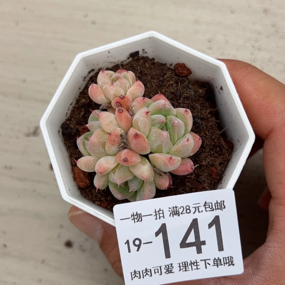 【闪购商品】如梦令多肉