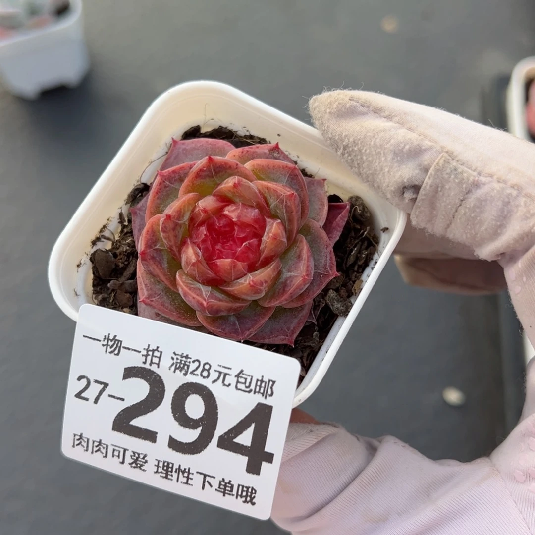 冻唇蜜多肉多肉多肉多肉