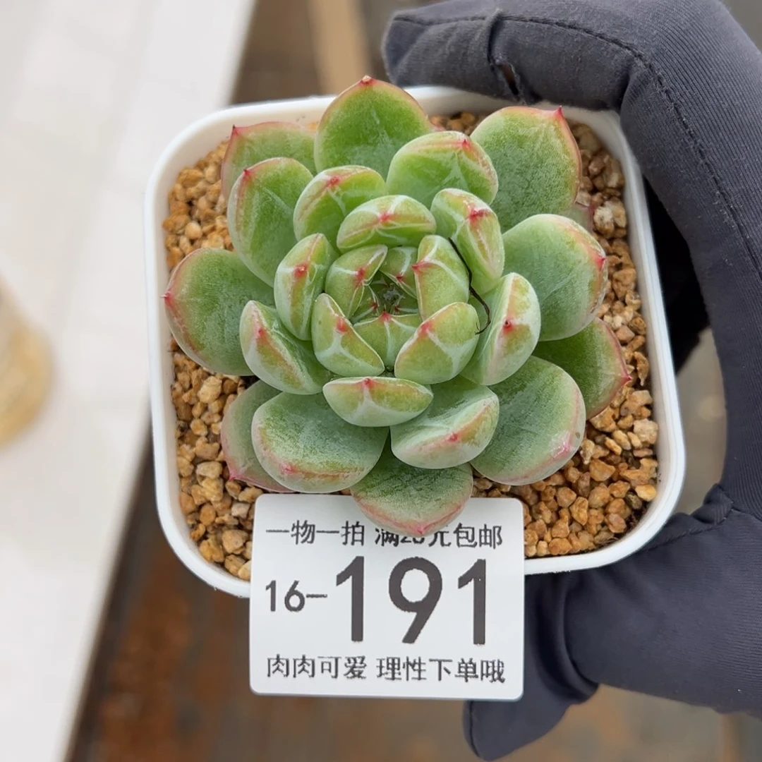 【闪购商品】雪花珍妮多肉