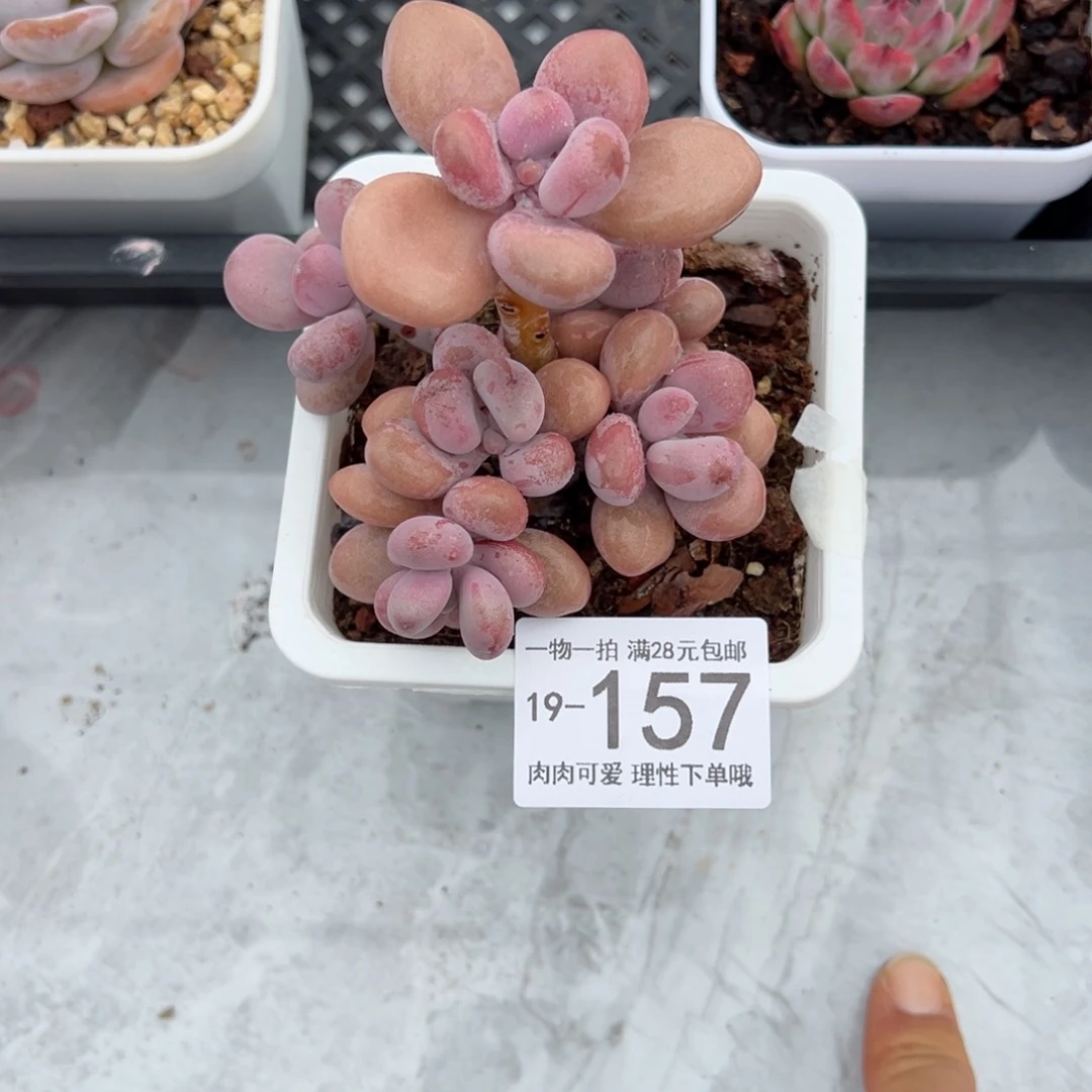 【闪购商品】桃蛋多肉