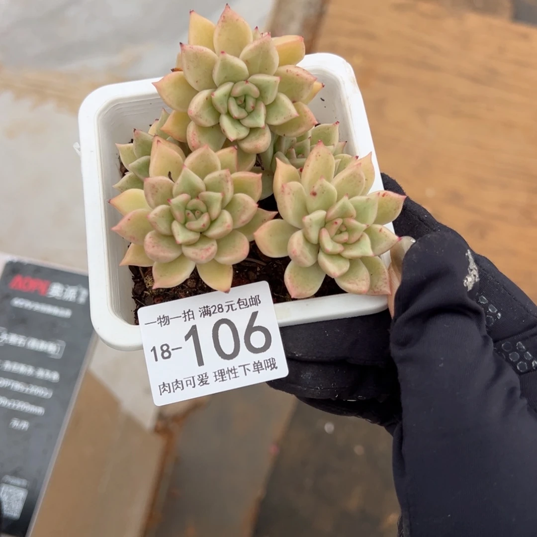 【闪购商品】黄金璀璨多肉植物