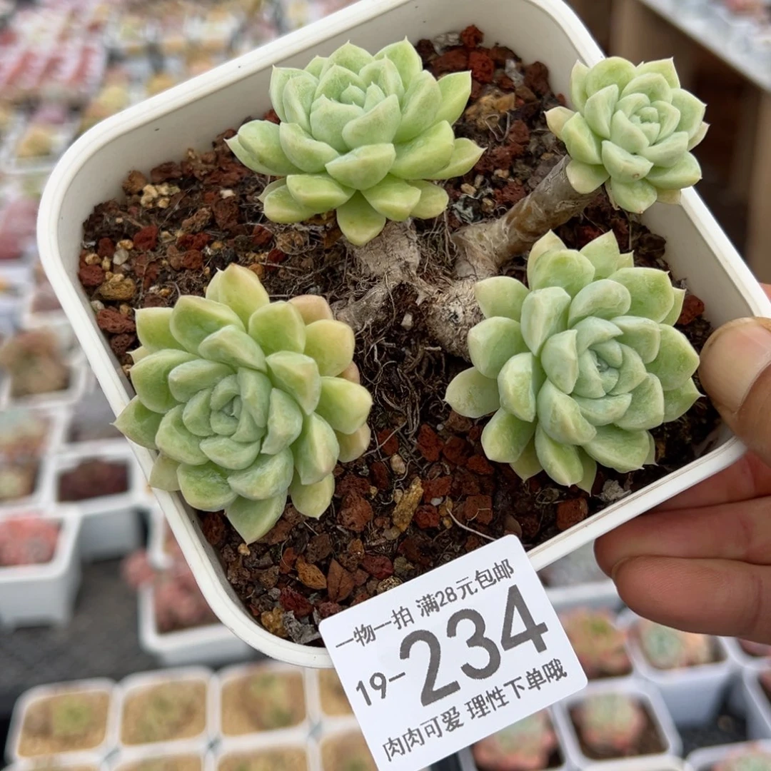 【闪购商品】奶油美人多肉