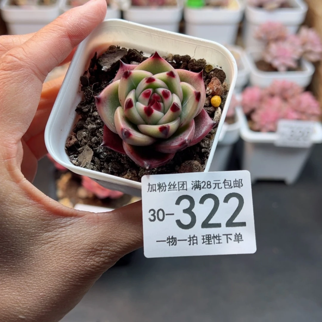【闪购商品】蓝龙单头