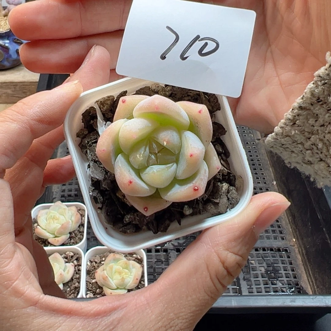 ʚ****ɞ白泽单头多肉植物