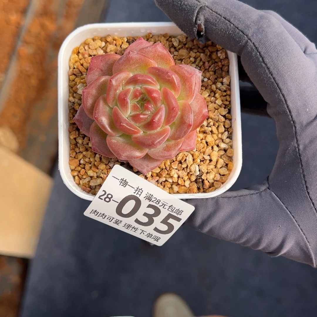 红琥珀多肉多肉多肉