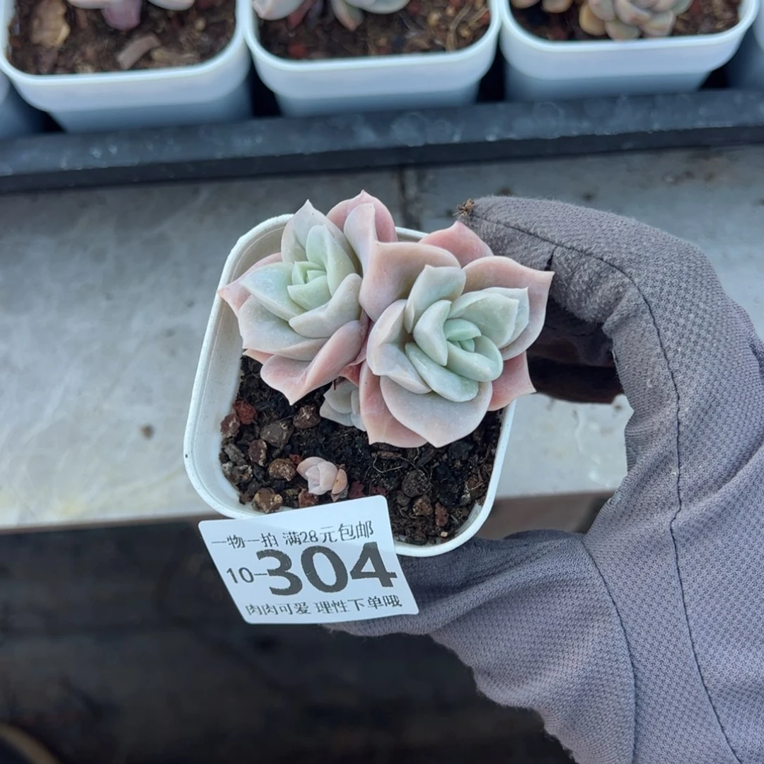 可爱玫瑰多肉多肉，