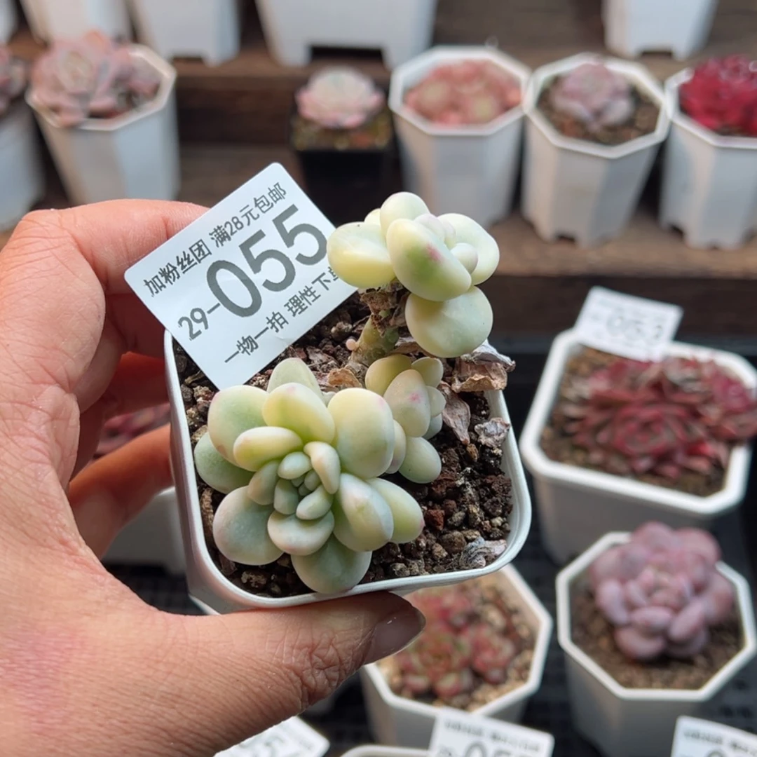 【闪购商品】劳尔锦