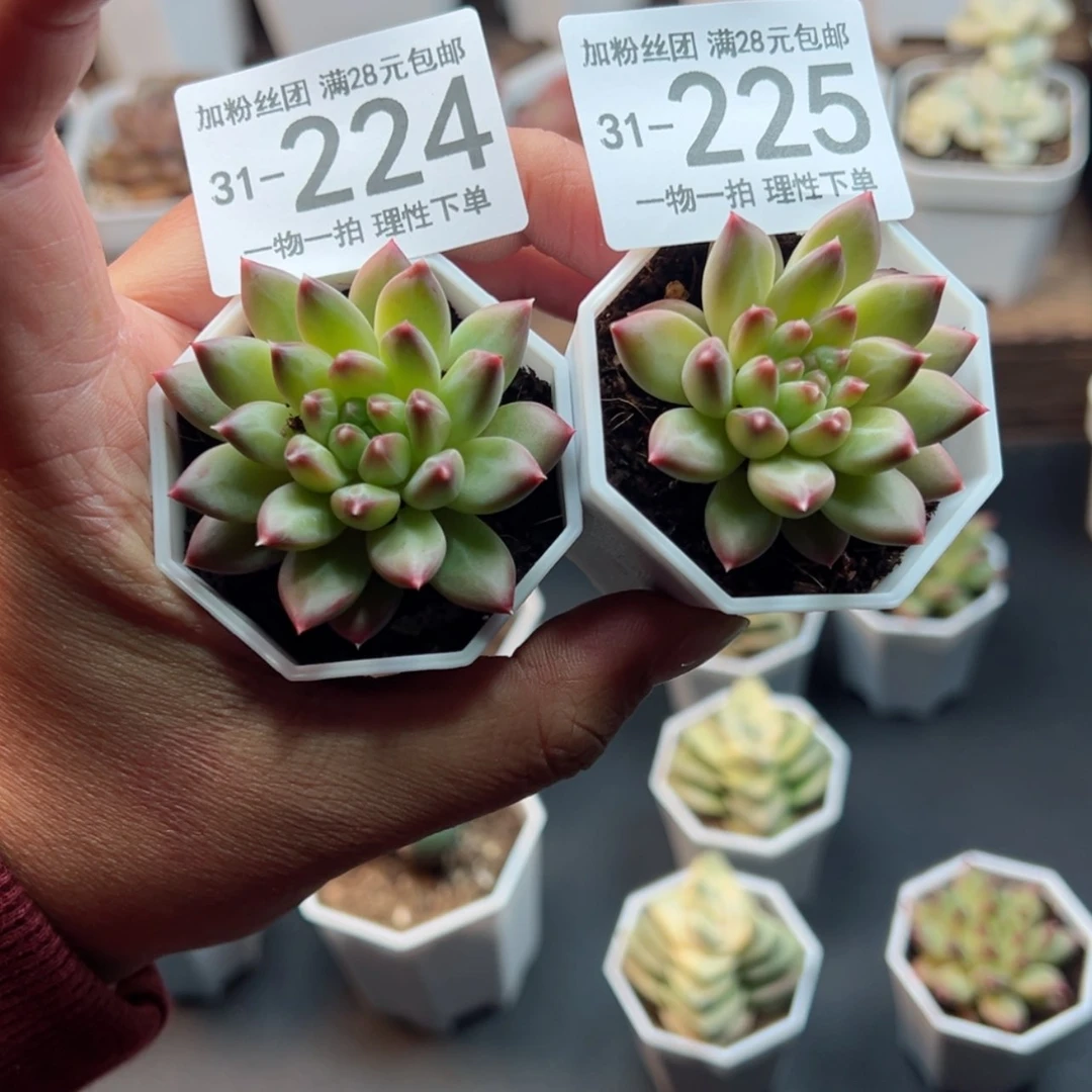 【闪购商品】正*甲骨文