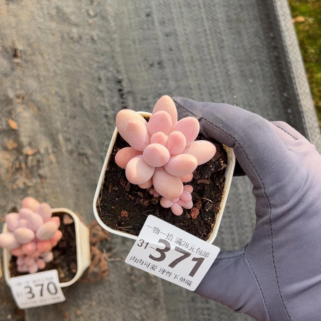 汤圆多肉多肉多肉多肉