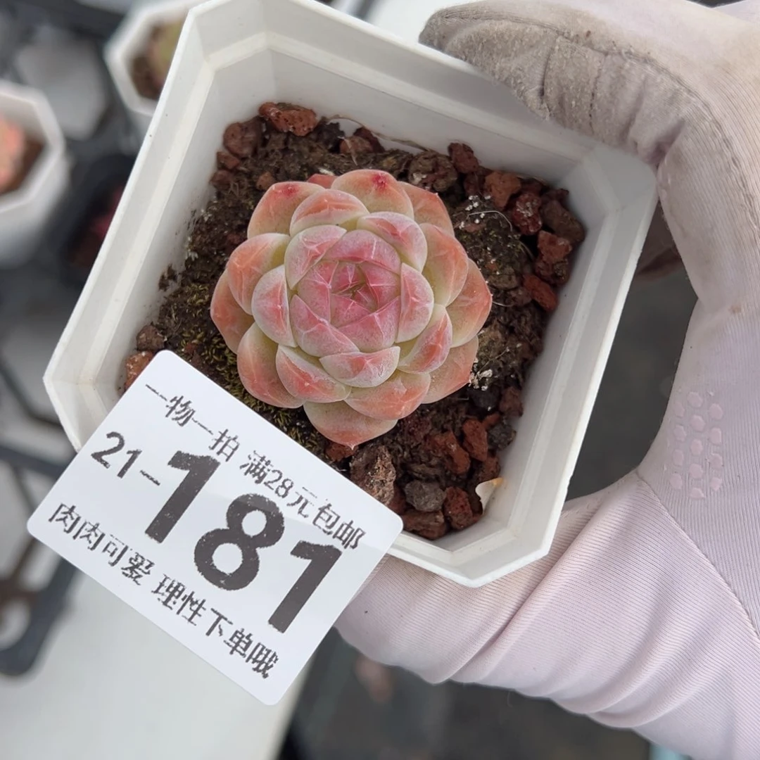 草莓熊多肉多肉多肉多肉多肉