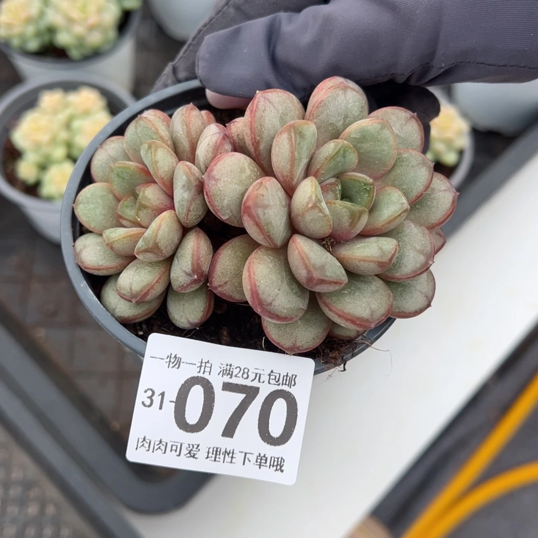 葡萄多肉多肉多肉多肉